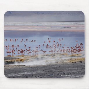 James's Flamingo, Phoenicoparrus jamesi Mousepad