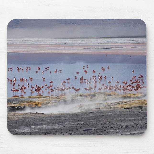 James's Flamingo, Phoenicoparrus jamesi Mousepad (Vorne)