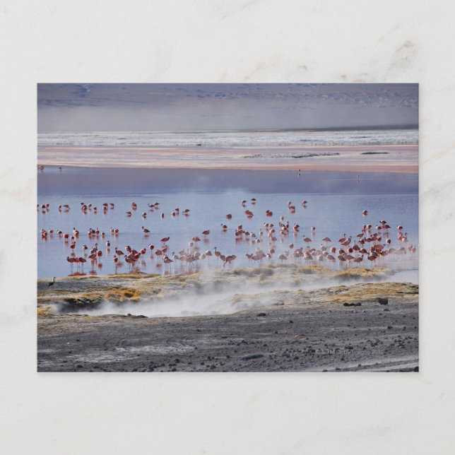 James's Flamingo, Phoenicoparrus jamesi Postkarte (Vorderseite)