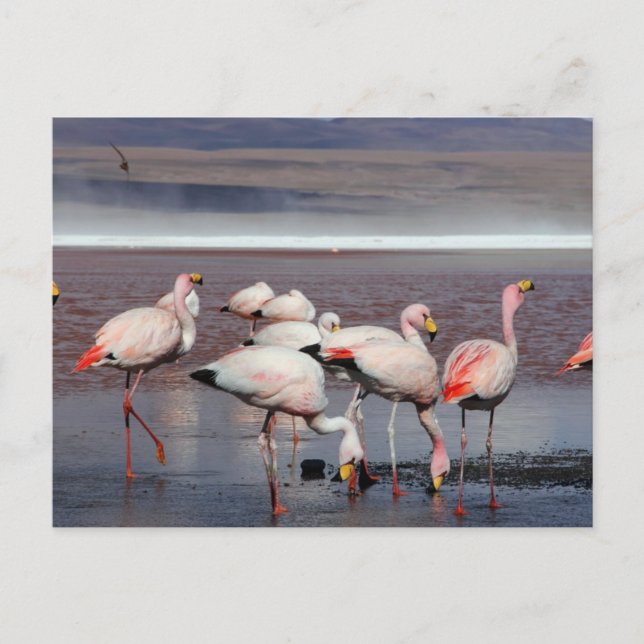 James's Flamingos Postkarte (Vorderseite)