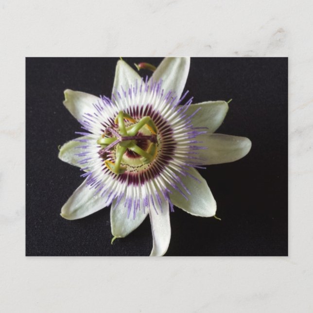 Jan 2 - Erziehungsbrainfart Postkarte (Vorderseite)