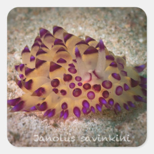 Janolus savinkini Aufkleber