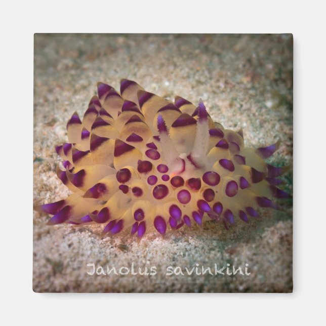 Janolus savinkini Square Magnet (Vorne)