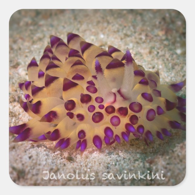 Janolus savinkini Stickers (Vorderseite)