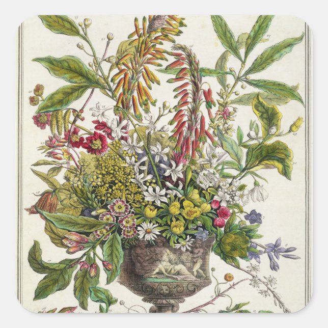 Januar, ab 12 Monaten der Blume Quadratischer Aufkleber (Vorderseite)