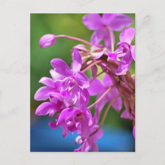 Januar Blossom Postkarte (Vorderseite)