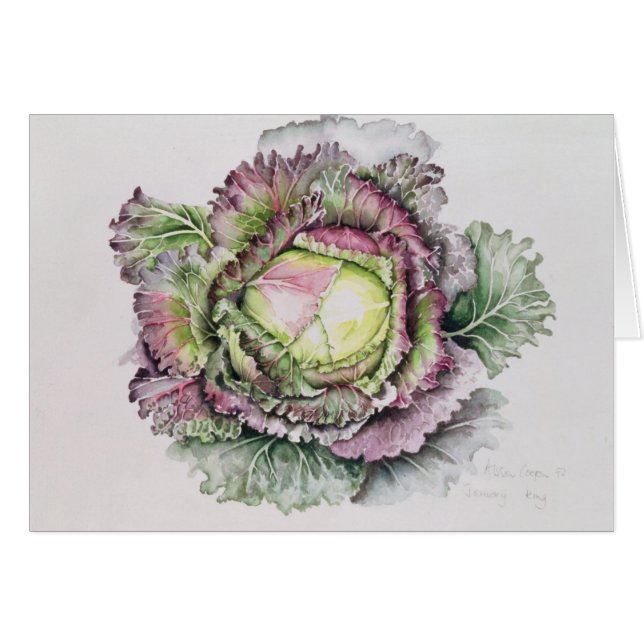 Januar-König Cabbage (Vorderseite (Horizontal))