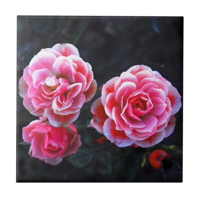 Januar Rosen Fliese (Vorderseite)