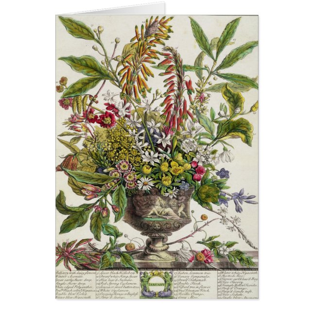 Januar, vom ` zwölf Monate Blumen (Vorne)