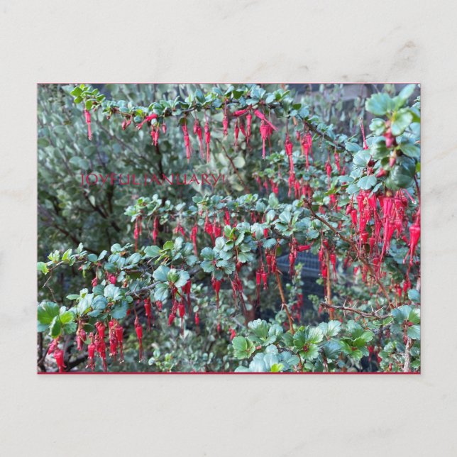 JANVIER JOYEUX ! CARTE POSTALE (Devant)