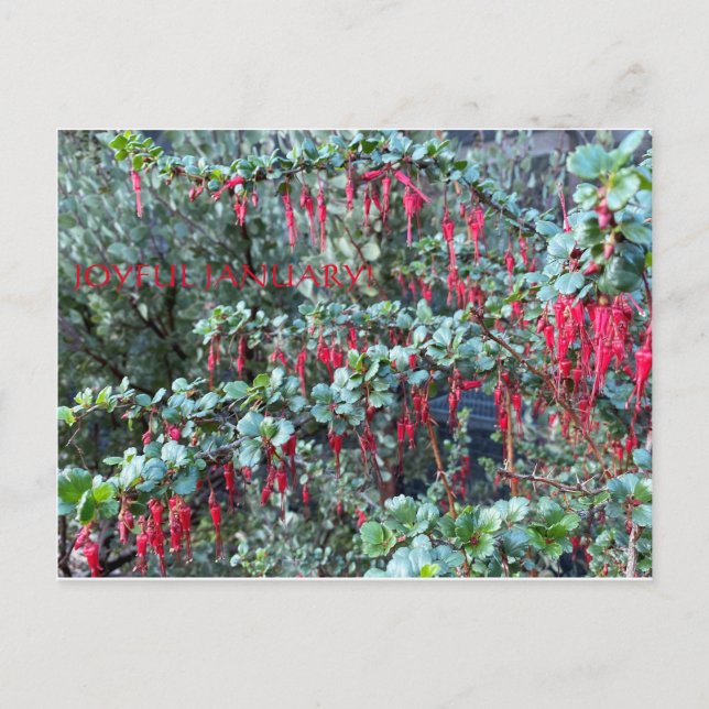 JANVIER JOYEUX ! CARTE POSTALE (Devant)