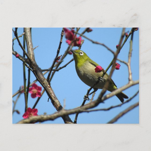 Japan-Brillenvogel: Japan Postkarte (Vorderseite)