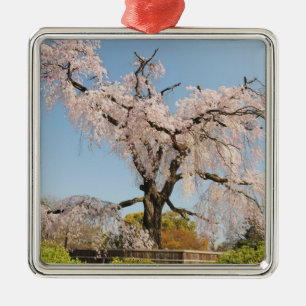 Japan, Kyoto. Kirschbaum unter blauem Himmel Silbernes Ornament