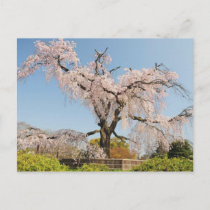 Japan, Kyoto. Kirschbaum unter blauem Himmel wisch Postkarte