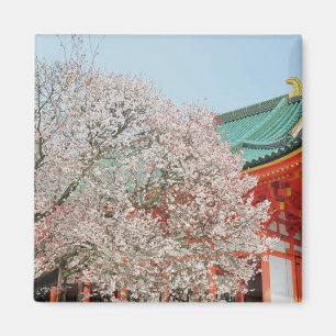 Japan, Kyoto. Kirschblüte des Shinto Magnet