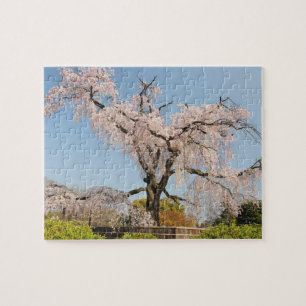 Japan, Kyoto. Trauer-Kirsche unter blauem Himmel