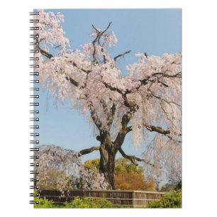 Japan, Kyoto. Trauerkirsche unter blauem Himmel Notizblock