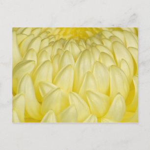 Japan, Mie, Ise-Schrein, Chrysantheme Postkarte