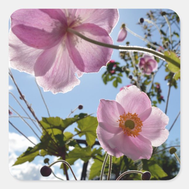 Japanese Anemone Quadratischer Aufkleber (Vorderseite)