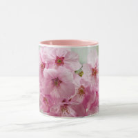 Japanese Cherry Blossom - Spring Flower