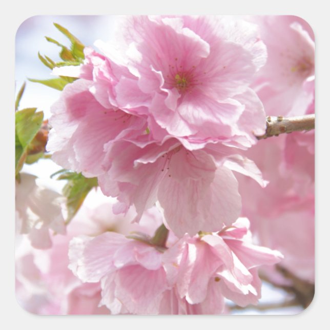 Japanese cherry blossoms quadratischer aufkleber (Vorderseite)