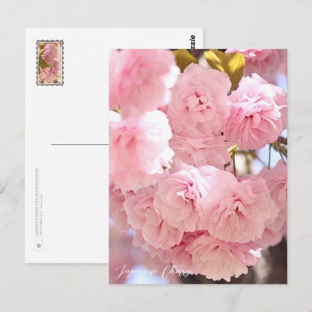 Japanese Cherry Postkarte (Vorne/Hinten)