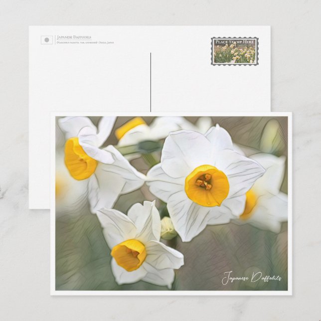 Japanese Daffodils Postkarte (Vorne/Hinten)