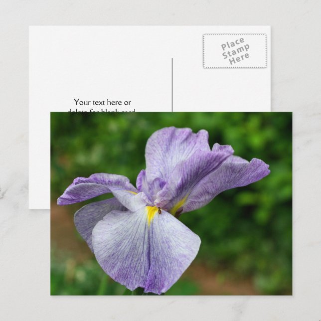 Japanese Iris Unfolding Flower Photography Postkarte (Vorne/Hinten)