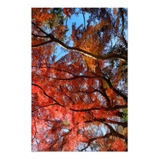 Japanese Maple Fotodruck