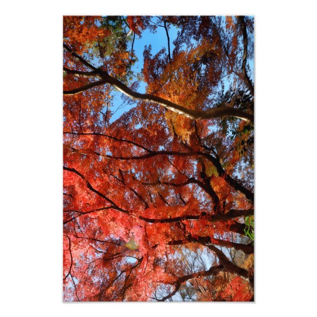 Japanese Maple Fotodruck (Vorne)
