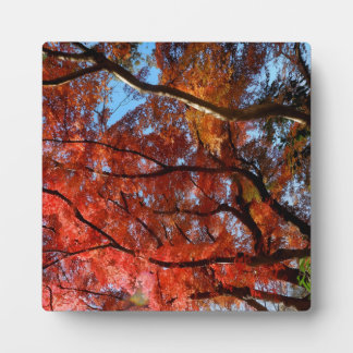 Japanese Maple Fotoplatte