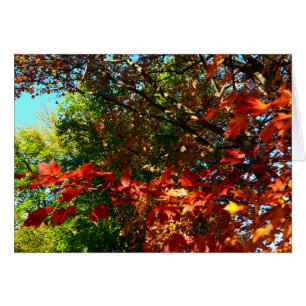Japanese Maple in Autumn