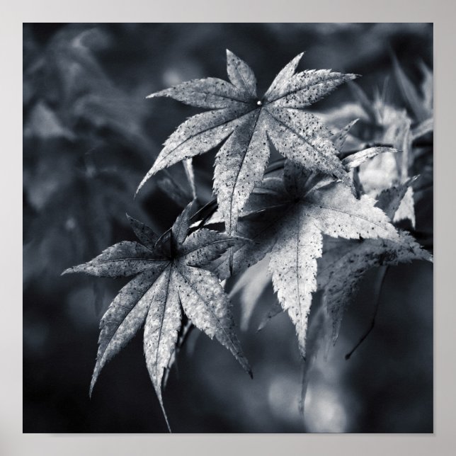 Japanese Maple Leaves Poster (Vorne)