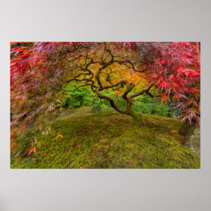 Japanese maple tree in autumn color poster