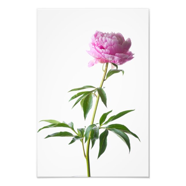 Japanese Peony Fotodruck (Vorne)