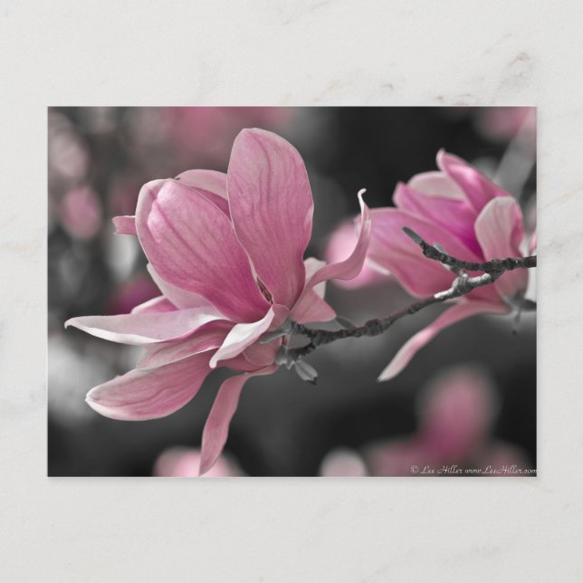Japanese Pink Saucer Magnolia Postkarte (Vorderseite)