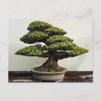 Japanese White Pine Bonsai Tree Postkarte