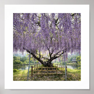 Japanese Wisteria – Art Print Poster