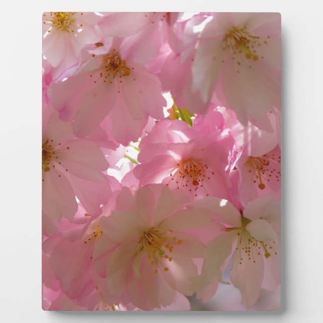 Japanisch Cherry Blossom Fotoplatte (Vorderseite)