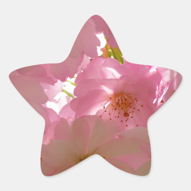 Japanisch Cherry Blossom Stern-Aufkleber (Vorderseite)
