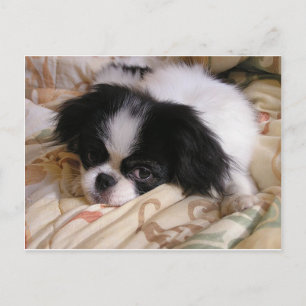 Japanisch_chin puppy.png postkarte