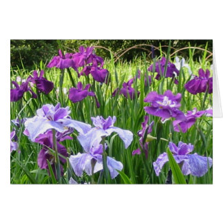 Japanisch Iris