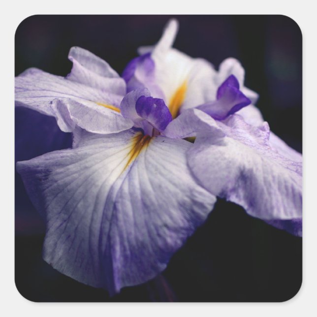 Japanisch Iris Blume Beauty Quadratischer Aufkleber (Vorderseite)