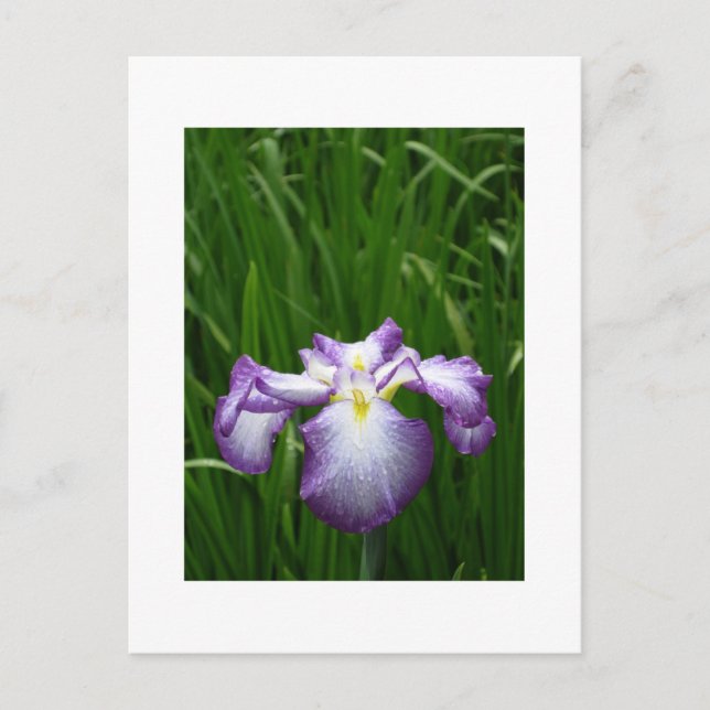 Japanisch Iris Postkarte (Vorderseite)
