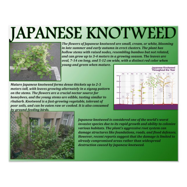 Japanisch Knotweed Fotodruck (Vorne)