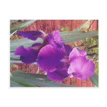 Japanisch Lila Iris Postcard
