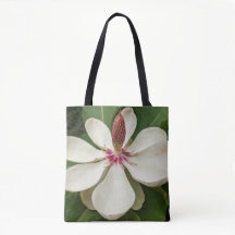 Japanisch Magnolia Blossom Floral