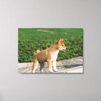 Japanisch Midget Shiba 2