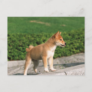 Japanisch Midget Shiba 2 Postkarte