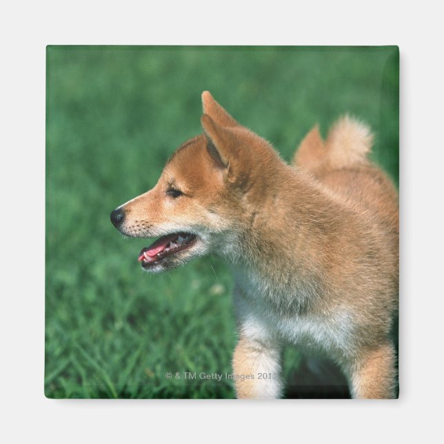 Japanisch Midget Shiba Magnet (Vorne)